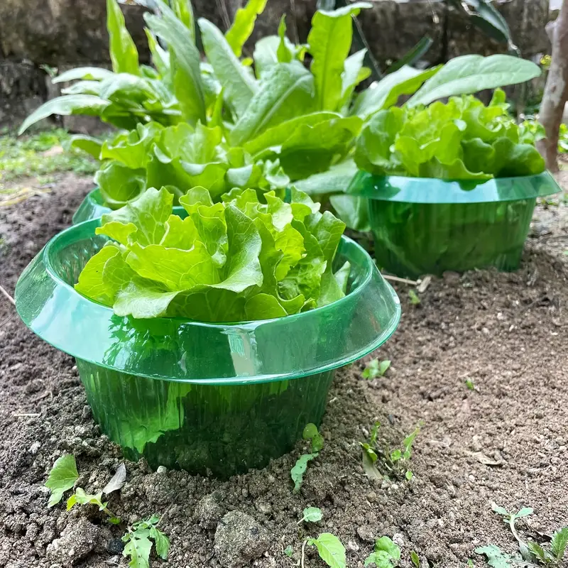 식물 달팽이 보호 링 야채 커버 식물 달팽이 칼라 가드 - Vegetable Transplanter 리뷰 및 가격